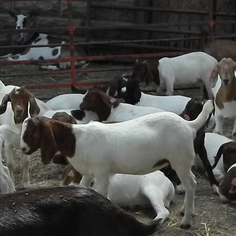 Goats at the Ralco Enrichment Center